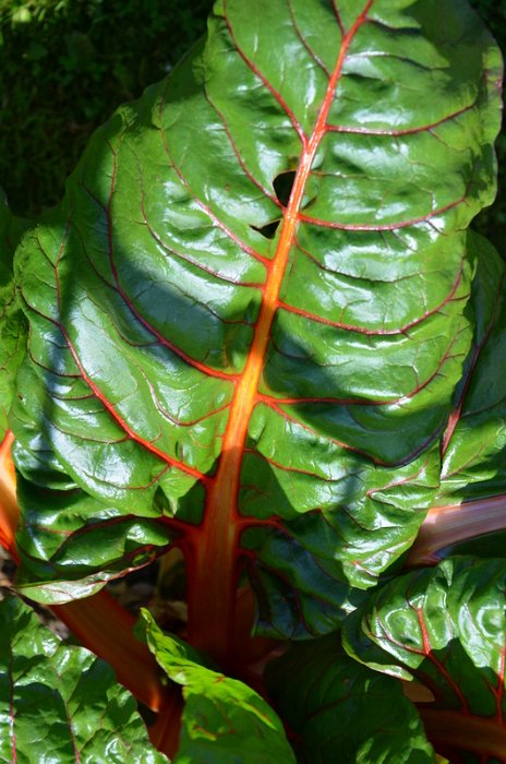 Beta vulgaris cicla 'Bright Lights' (2)